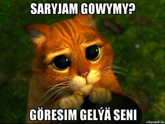 saryjam gowymy? göresim gelýä seni, Мем кот из шрека