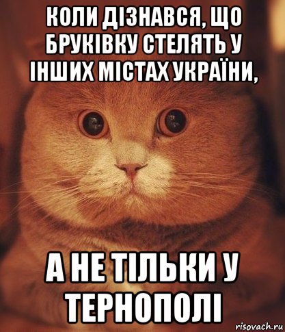 коли дізнався, що бруківку стелять у інших містах україни, а не тільки у тернополі, Мем  Кот который видел ужасные вещи