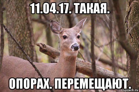 11.04.17. такая. опорах. перемещают., Мем Наивная олениха