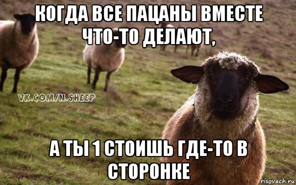 когда все пацаны вместе что-то делают, а ты 1 стоишь где-то в сторонке, Мем  Наивная Овца