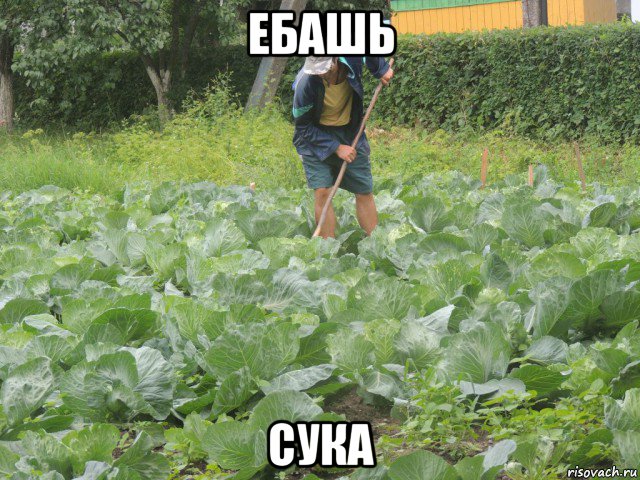 ебашь сука