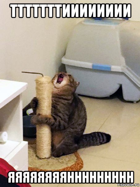 тттттттииииииии яяяяяяяяннннннннн