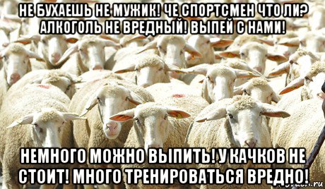 не бухаешь не мужик! че спортсмен что ли? алкоголь не вредный! выпей с нами! немного можно выпить! у качков не стоит! много тренироваться вредно!