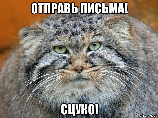 отправь письма! сцуко!