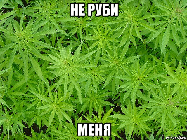 не руби меня, Мем поле