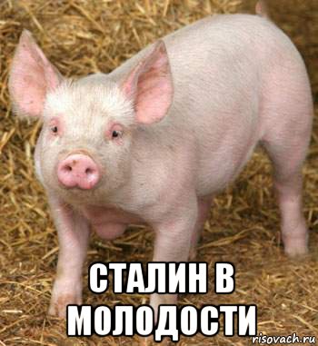  сталин в молодости, Мем Поросёнок