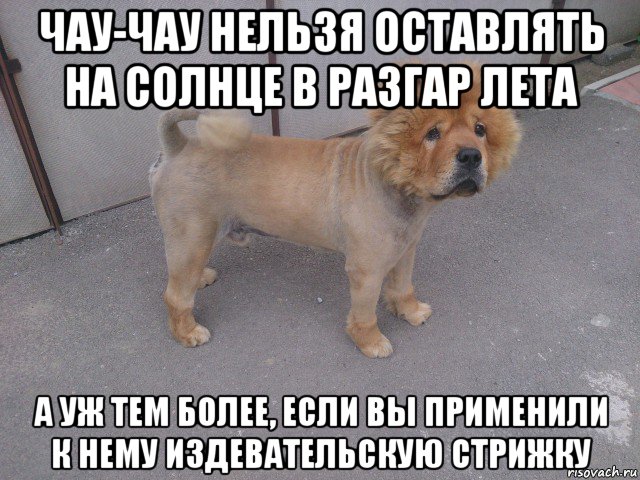 чау-чау нельзя оставлять на солнце в разгар лета а уж тем более, если вы применили к нему издевательскую стрижку, Мем пёсэ