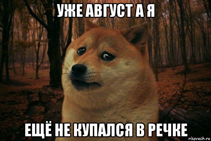 уже август а я ещё не купался в речке, Мем SAD DOGE