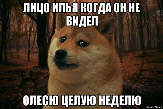 лицо илья когда он не видел олесю целую неделю, Мем SAD DOGE