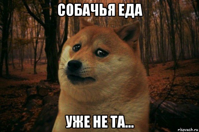 собачья еда уже не та..., Мем SAD DOGE