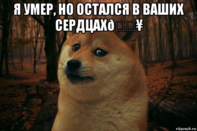 Мем SAD DOGE