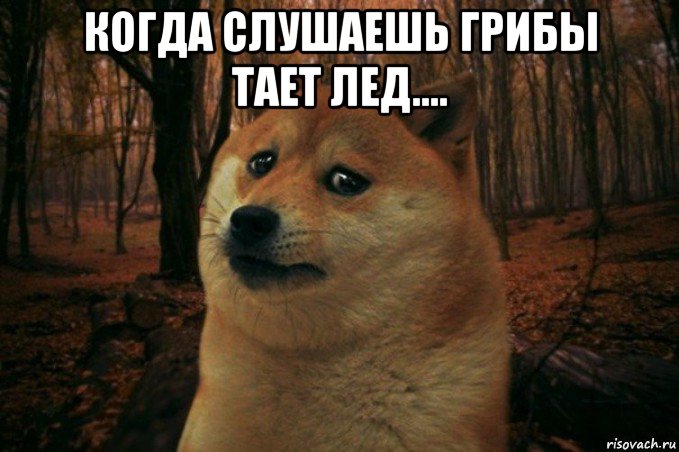 когда слушаешь грибы тает лед.... , Мем SAD DOGE