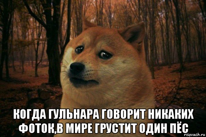  когда гульнара говорит никаких фоток,в мире грустит один пёс, Мем SAD DOGE