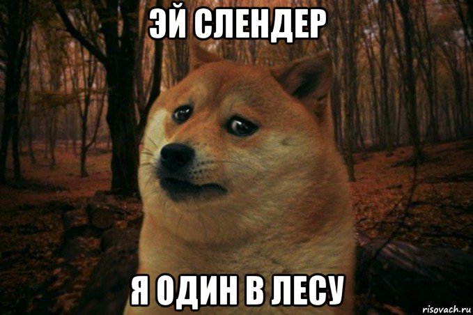 эй слендер я один в лесу, Мем SAD DOGE