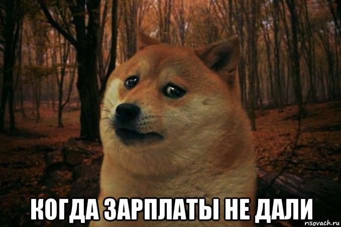  когда зарплаты не дали, Мем SAD DOGE