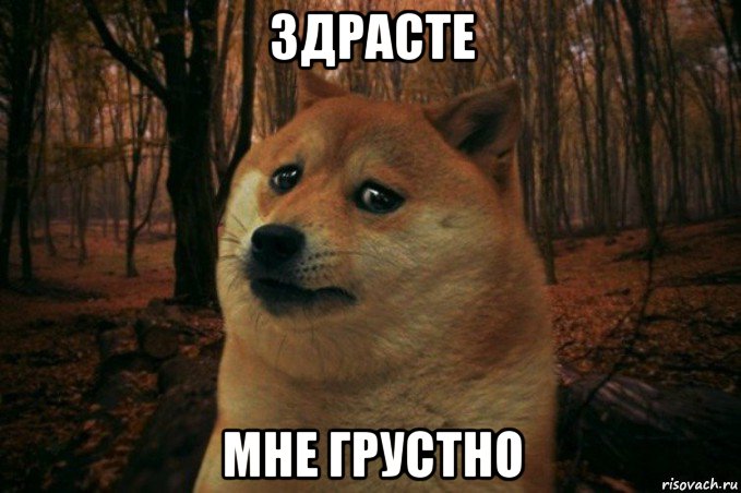 здрасте мне грустно, Мем SAD DOGE