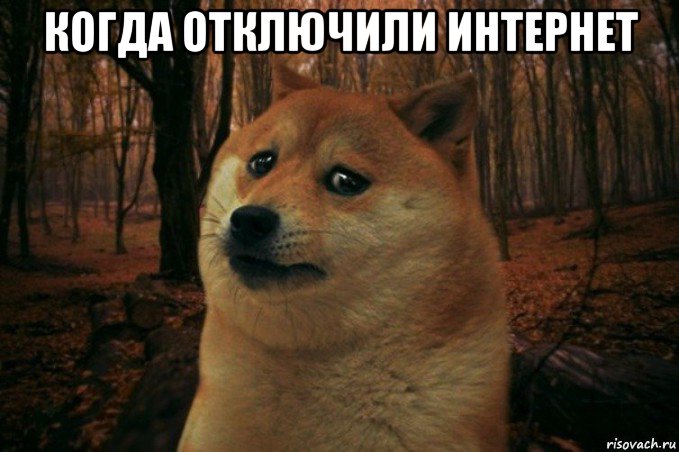 когда отключили интернет , Мем SAD DOGE