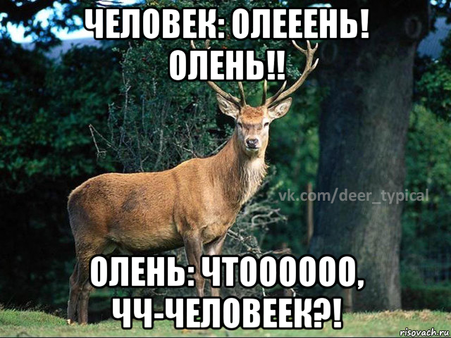 человек: олееень! олень!! олень: чтоооооо, чч-человеек?!, Мем Паблик Типичный олень