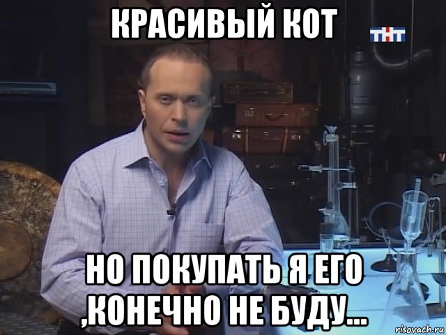 красивый кот но покупать я его ,конечно не буду...