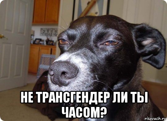  не трансгендер ли ты часом?