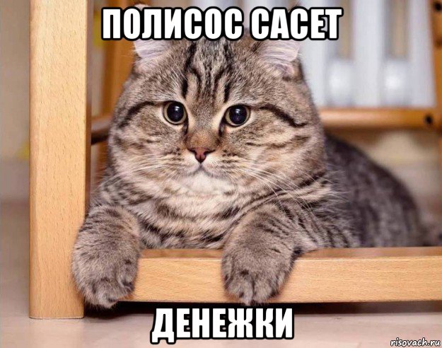 полисос сасет денежки