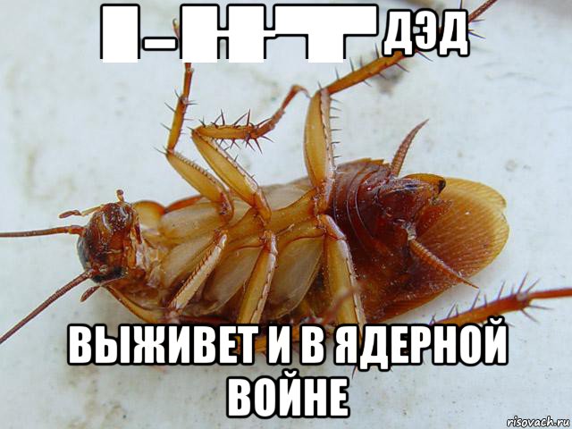 █▬█-█-▀█▀ дэд выживет и в ядерной войне