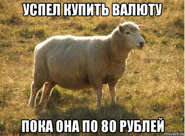 успел купить валюту пока она по 80 рублей, Мем Типичная овца