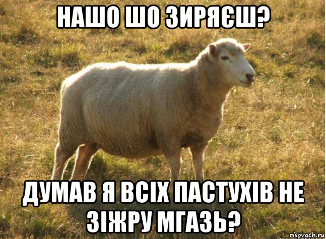 нашо шо зиряєш? думав я всіх пастухів не зіжру мгазь?