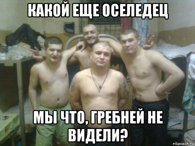 какой еще оселедец мы что, гребней не видели?