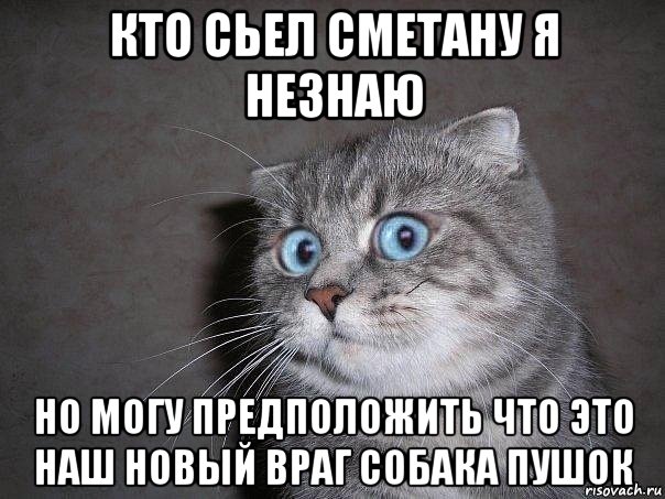 кто сьел сметану я незнаю но могу предположить что это наш новый враг собака пушок, Мем  удивлённый кот