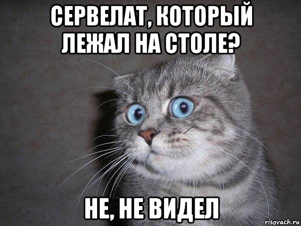 сервелат, который лежал на столе? не, не видел, Мем  удивлённый кот