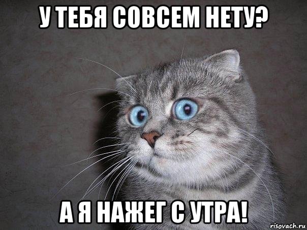 у тебя совсем нету? а я нажег с утра!, Мем  удивлённый кот