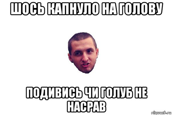 шось капнуло на голову подивись чи голуб не насрав