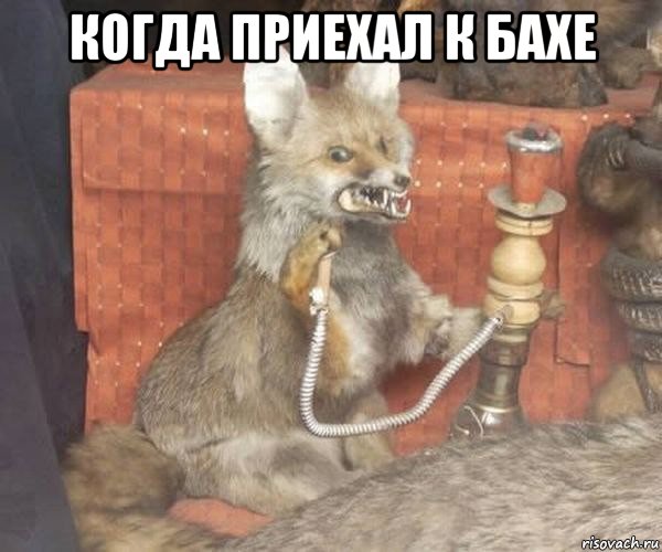 когда приехал к бахе 