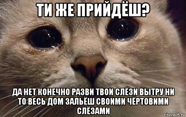 ти же прийдёш? да нет конечно разви твои слёзи вытру ни то весь дом зальёш своими чёртовими слёзами, Мем   В мире грустит один котик