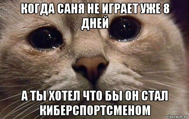 когда саня не играет уже 8 дней а ты хотел что бы он стал киберспортсменом, Мем   В мире грустит один котик