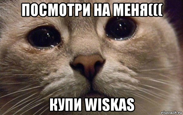 посмотри на меня((( купи wiskas, Мем   В мире грустит один котик