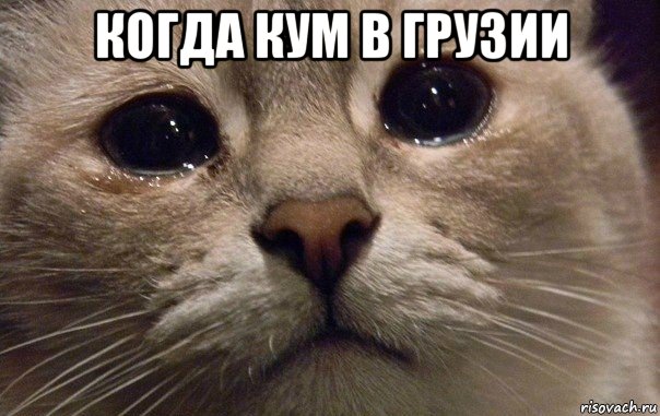 когда кум в грузии , Мем   В мире грустит один котик