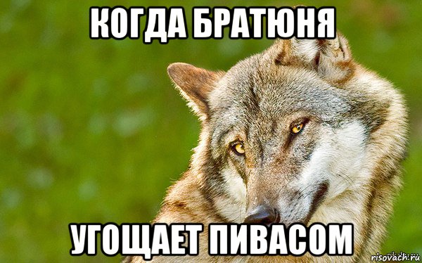 когда братюня угощает пивасом, Мем   Volf