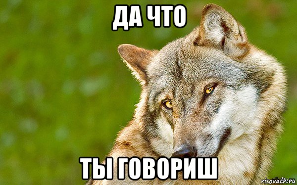 да что ты говориш, Мем   Volf