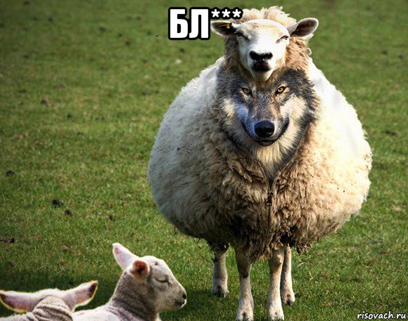 бл*** , Мем Злая Овца