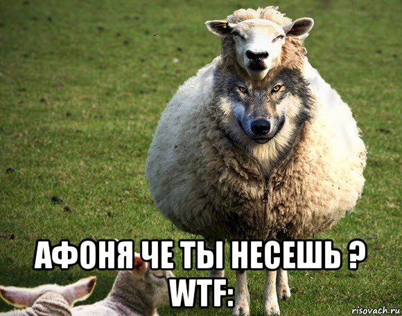  афоня че ты несешь ? wtf:, Мем Злая Овца