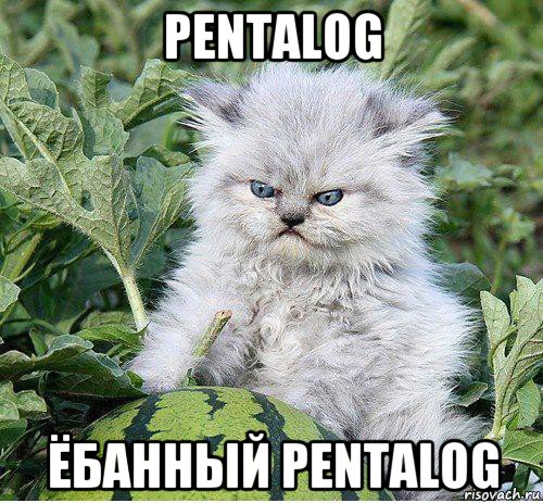 pentalog ёбанный pentalog
