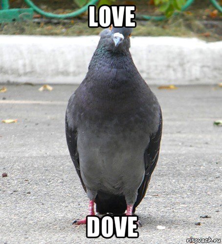 love dove