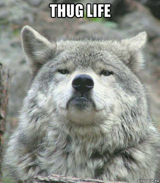 thug life , Мем    Гордый волк