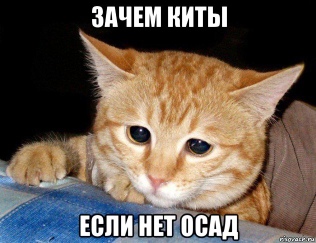 зачем киты если нет осад, Мем грустный кот