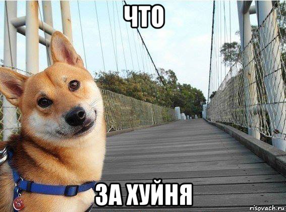 что за хуйня