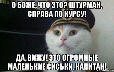 о боже, что это? штурман, справа по курсу! да, вижу! это огромные маленькие сиськи, капитан!, Мем Капитан кот