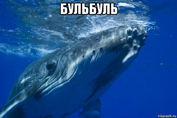бульбуль 