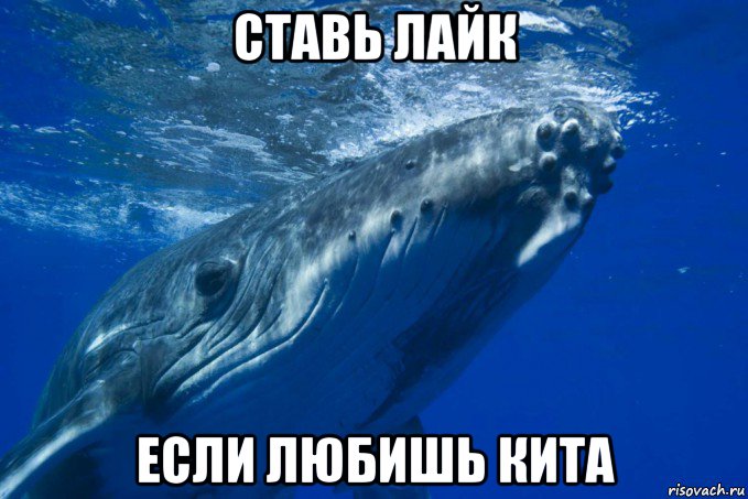 ставь лайк если любишь кита